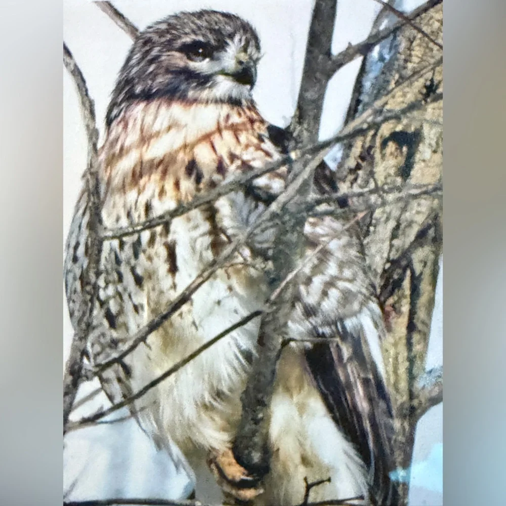 Red Tail Hawk on a Limb Double Mat Framed Art Print Size 12”x10” Nature Wildlife - Picture 6 of 6